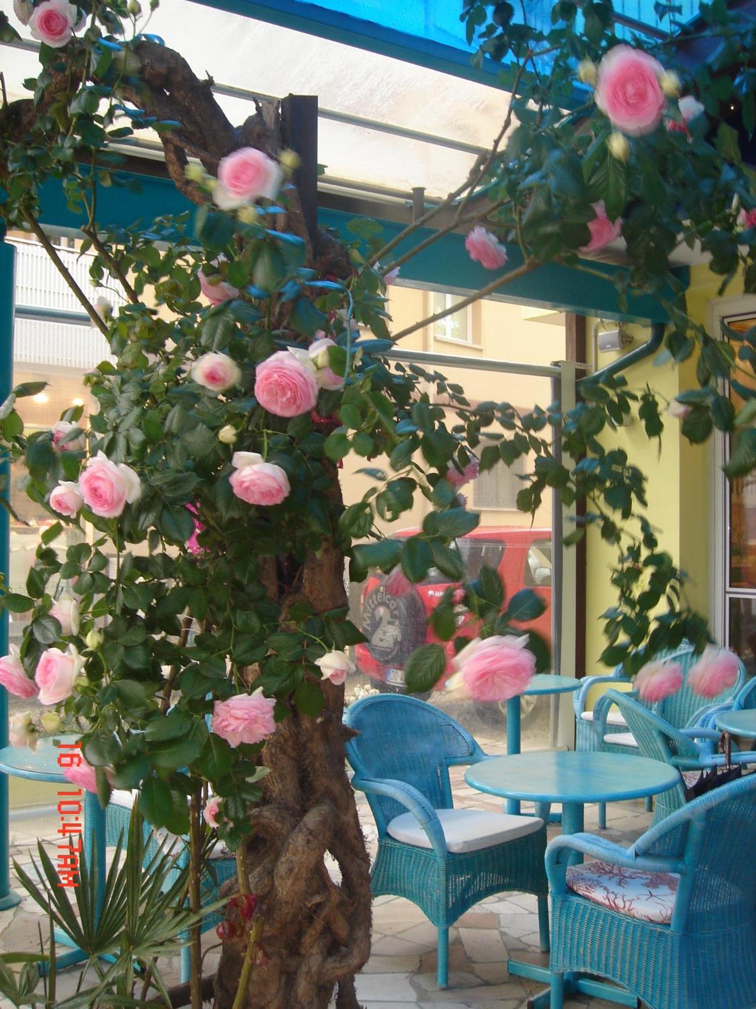 Hotel Da Giovanna Lignano Sabbiadoro Extérieur photo